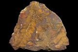 Jurassic Fossil Fern (Otozamites) - North Carolina #136958-1